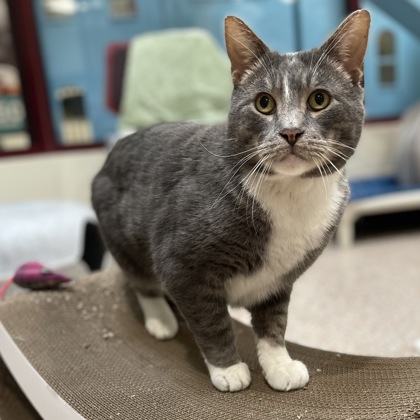 Virgil w/ Wyatt (Spirit Cats)