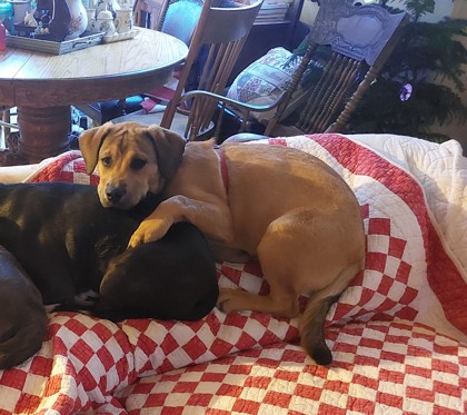 craigslist colorado springs lost and found pets