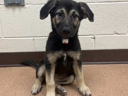 HOT FUDGE SUNDAE - German Shepherd / Mix available for adoption
