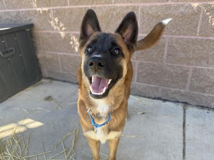 BRANDI - Belgian Malinois / Mix available for adoption