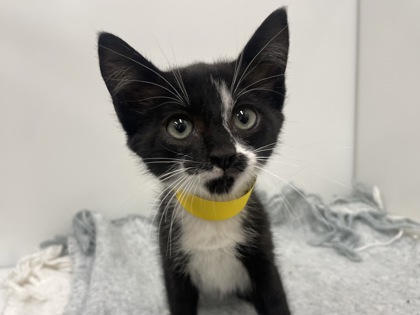 BELT BUCKLE - Domestic Shorthair available for adoption
