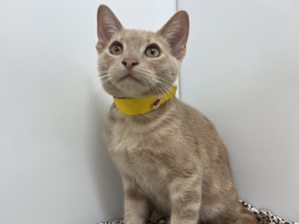 DAVIE - Domestic Shorthair available for adoption