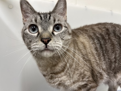 KELLY - Domestic Shorthair available for adoption