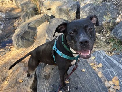 BOOTS - American Pit Bull Terrier / Mix available for adoption