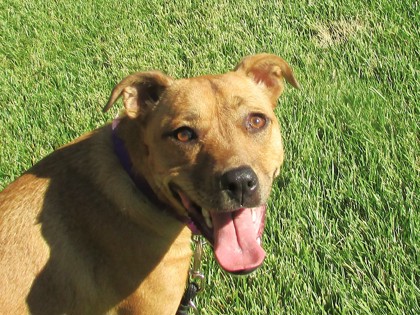 TIBBY - American Pit Bull Terrier / Mix available for adoption
