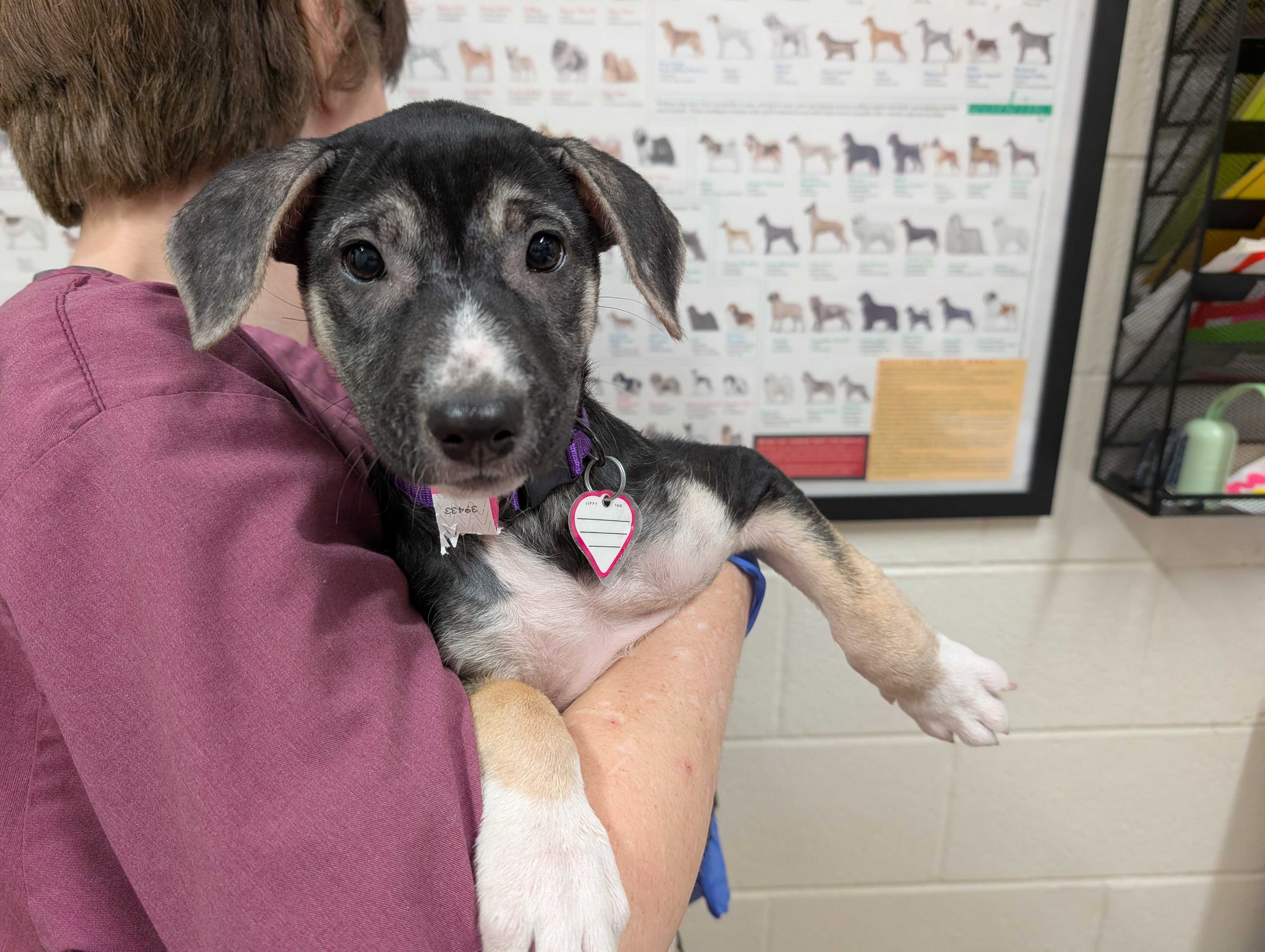 CAITLIN - Siberian Husky / Mix available for adoption