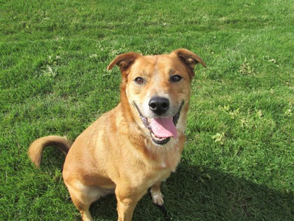 CHAMP - Australian Cattle Dog / Mix available for adoption