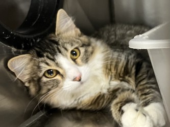 MISTY - Domestic Medium Hair for adoption in Boulder