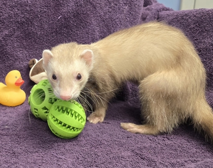 MCGEE - Ferret available for adoption