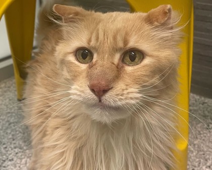MR. SADIE - Domestic Longhair available for adoption