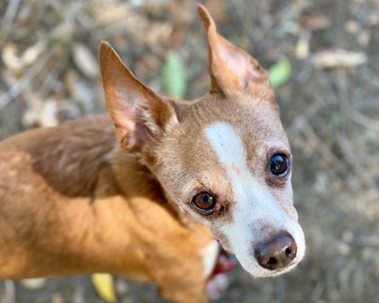 WHOPPER JR - Short Coat Chihuahua / Mix available for adoption