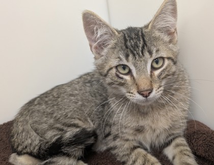DAMSON - Domestic Shorthair available for adoption