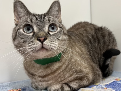 KELLY - Domestic Shorthair available for adoption