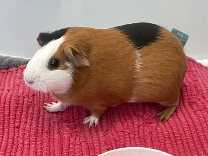 NADINE - Guinea Pig available for adoption