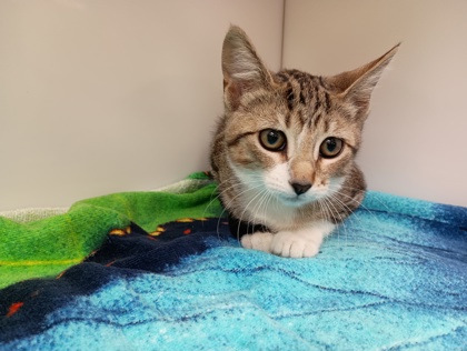 BOOT SCOOT - Domestic Shorthair available for adoption