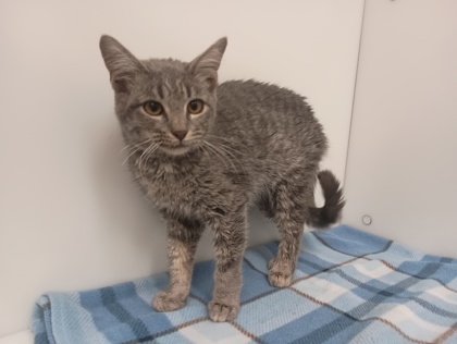 DANNY PHANTOM - Domestic Shorthair available for adoption