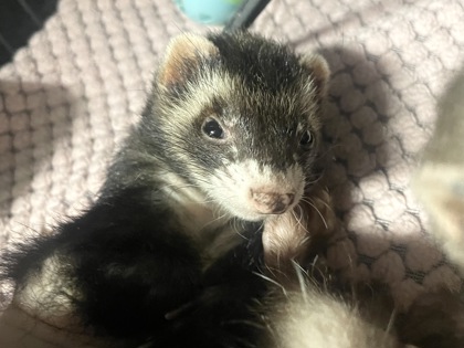 BEAR - Ferret available for adoption