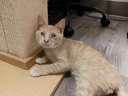 RON - Domestic Shorthair available for adoption