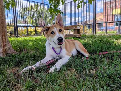 KFC - Siberian Husky / German Shepherd available for adoption