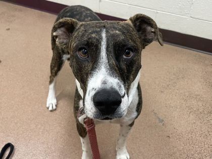 DUMPLING - American Pit Bull Terrier / Mix available for adoption