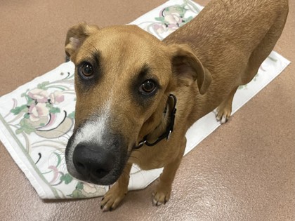 GREEN BEAN - Hound / Mix available for adoption