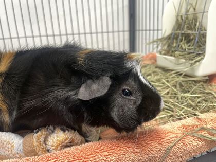 SHINKI - Guinea Pig available for adoption