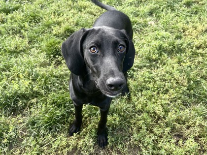 DOLLA - Hound / Mix available for adoption
