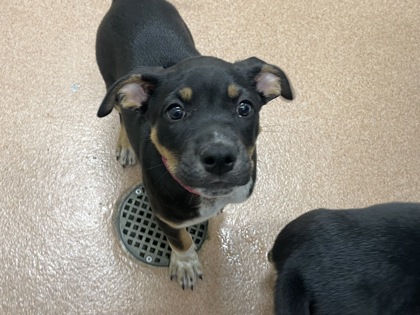 CANDY CORN - Hound / Mix available for adoption