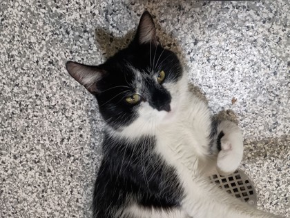 BATMAN - Domestic Shorthair available for adoption