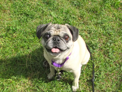 BUDDY - Pug available for adoption