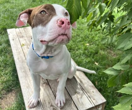 DOLLY - American Pit Bull Terrier / Mix available for adoption