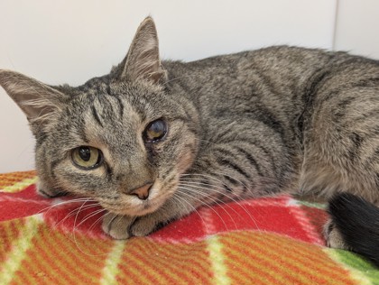 BEA - Domestic Shorthair available for adoption