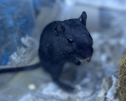 CHEESECAKE - Gerbil available for adoption