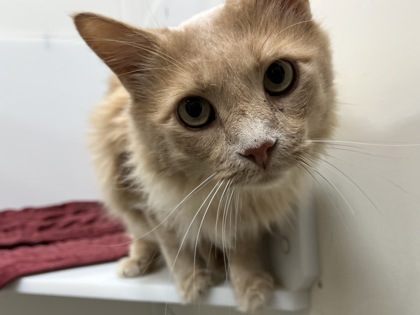 BOWIE - Domestic Longhair available for adoption