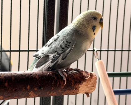 HOOT - Parakeet (Other) available for adoption
