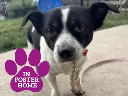 TOMMY SALAMI - Terrier / Mix available for adoption