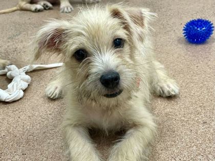 FROSTED FLAKES - Terrier / Mix available for adoption