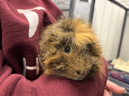 PUMUKI - Guinea Pig available for adoption