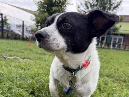 TOMMY SALAMI - Terrier / Mix available for adoption