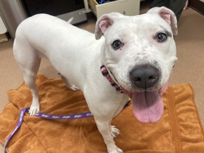 CHLOE - American Bulldog / Mix available for adoption
