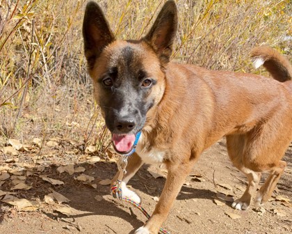BRANDI - Belgian Malinois / Mix available for adoption
