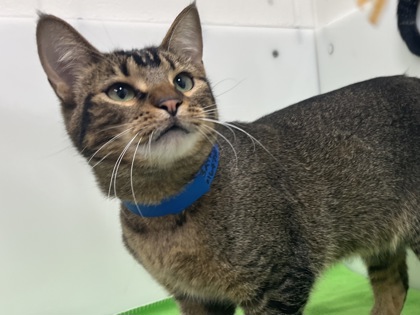 BATMAN - Domestic Shorthair available for adoption