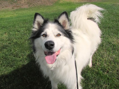 CHARLOTTE - Alaskan Malamute / Mix available for adoption