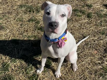 CHLOE - American Bulldog / Mix available for adoption