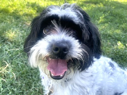BENSON - Miniature Poodle / Mix available for adoption