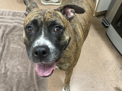 CALLIE - Boxer / Mix available for adoption