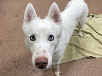 POLO - Siberian Husky / Mix available for adoption