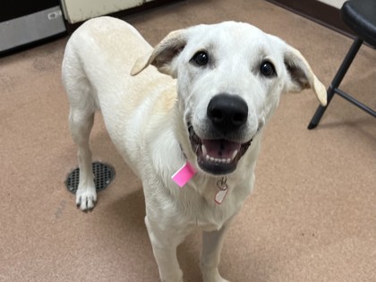 LOLA - Labrador Retriever / Mix available for adoption