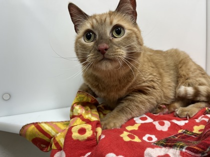 DOBBY - Domestic Shorthair available for adoption