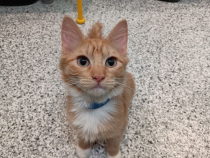 ELENA - Domestic Medium Hair available for adoption